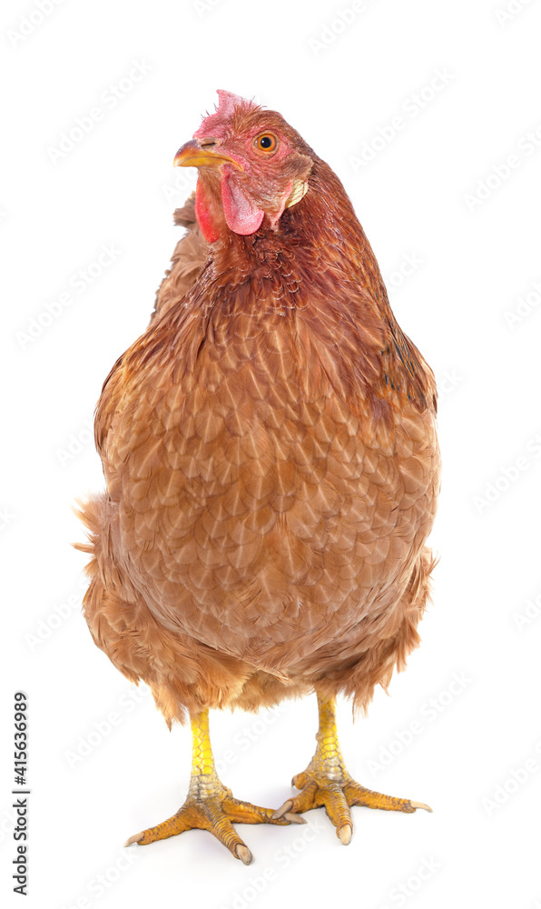 Fototapeta premium Small brown chicken.