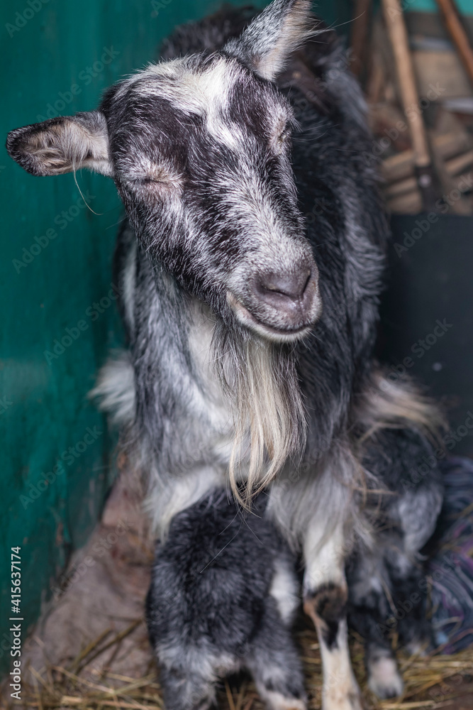 Home environment. The goat has just farrowed and protects its offspring. Small depth of field. Soft focus. A small paddock in a rustic style. Home environment. The goat has just farrowed and protects its offspring. Small depth of field. Soft focus. A small paddock in a rustic style.