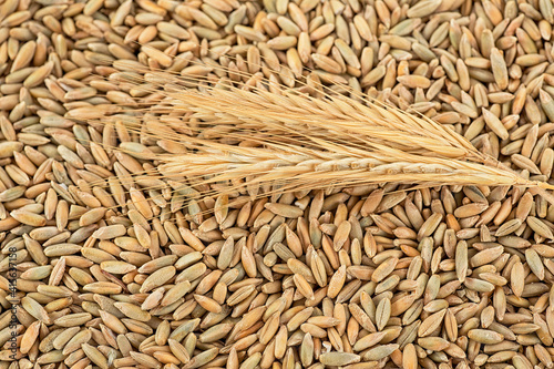 Agriculture background - two spikelets of rye on rye grains.