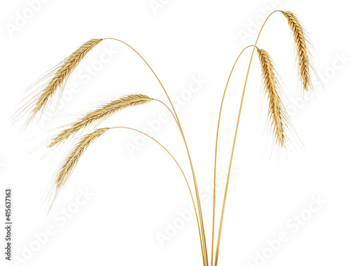 Spikelets of rye isolated on a white background. Ears of rye.