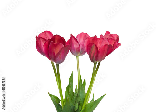 Bouquet of red tulip flowers isolated on white background