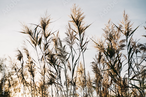 Pampas leaves with the sun backlight at sunset in El Hondo natural park in Elche  Alicante  Spain. Ideal for a autumn wallpaper.