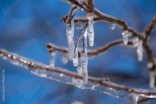 icicles on a branch