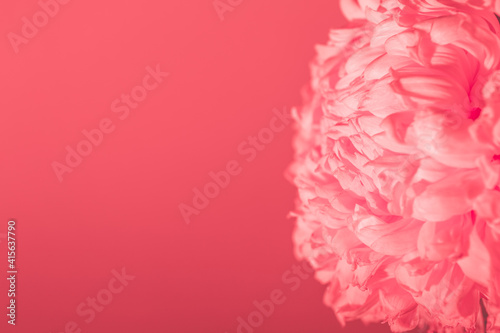 Banner with lush close-up chrysanthemum on pink background with copy space, empty text place. Flower shop advertising layout. Happy Valentine Day card. Minimalism. Beautiful gift certificate. Mockup