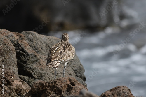 Wallpaper Mural ZARAPITO Torontodigital.ca