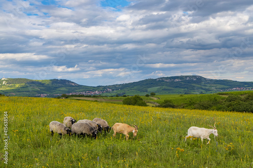 sheep in spring landscape near Dolni Dunajovice, Palava region, South Moravia, Czech Republic