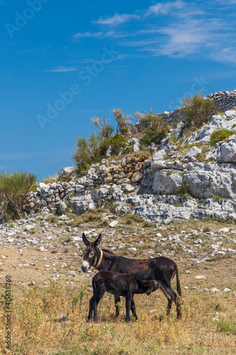 Fotografija Donkey near Monte Sant Angelo, Apulia region, Italy