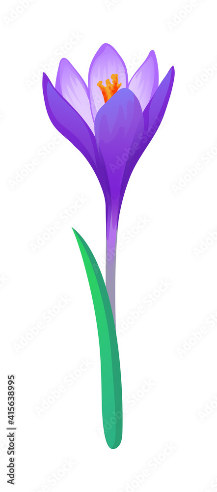 Crocus spring flower