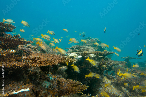 Fototapeta Naklejka Na Ścianę i Meble -  Underwater sea life, Tropical yellow fish, School of tropical yellow fish Bengal Snapper ( Lutjanus bengalensis ), Seychelles