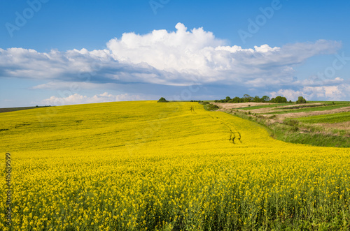 Spring rapeseed yellow blooming fields view  blue sky with clouds in sunlight. Natural seasonal  good weather  climate  eco  farming  countryside beauty concept.