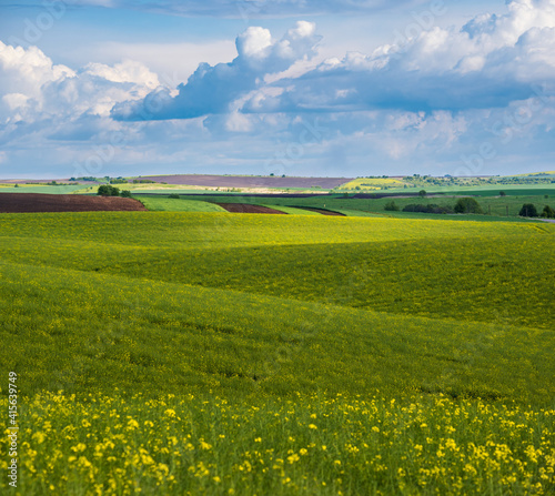 Spring evening view with rapeseed yellow blooming fields in sunlight with cloud shadows. Natural seasonal, good weather, climate, eco, farming, countryside beauty concept.