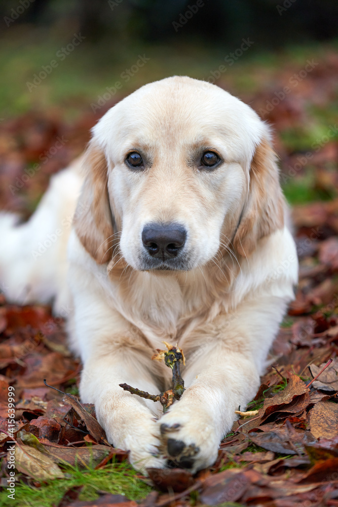 A young golden retriever is lying on autumn leaves, chewing a wooden stick, isolated from the background A young golden retriever is lying on autumn leaves, chewing a wooden stick, isolated from the background
