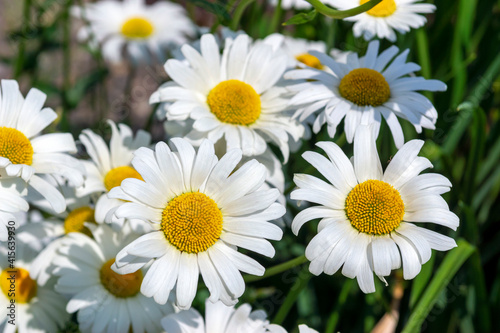 white daisies on a green background on a sunny day