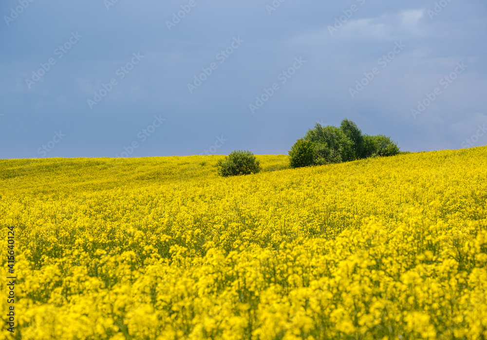 Spring rapeseed yellow blooming fields Spring rapeseed yellow blooming fields