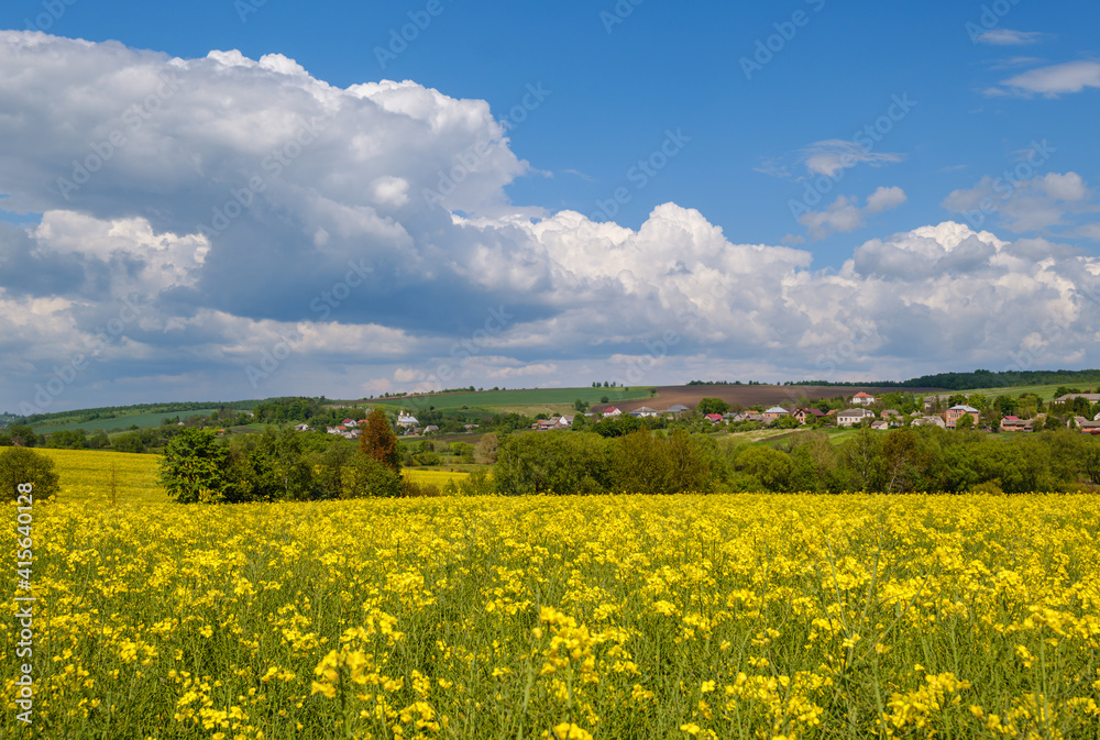 Spring rapeseed yellow blooming fields Spring rapeseed yellow blooming fields