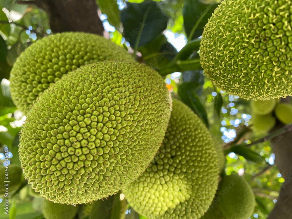 Jack fruit, the largest fruit in the world. Delicious green fruit Jack fruit, the largest fruit in the world. Delicious green fruit