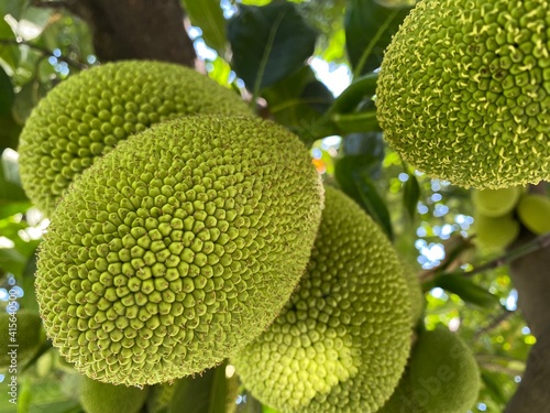 Jack fruit, the largest fruit in the world. Delicious green fruit