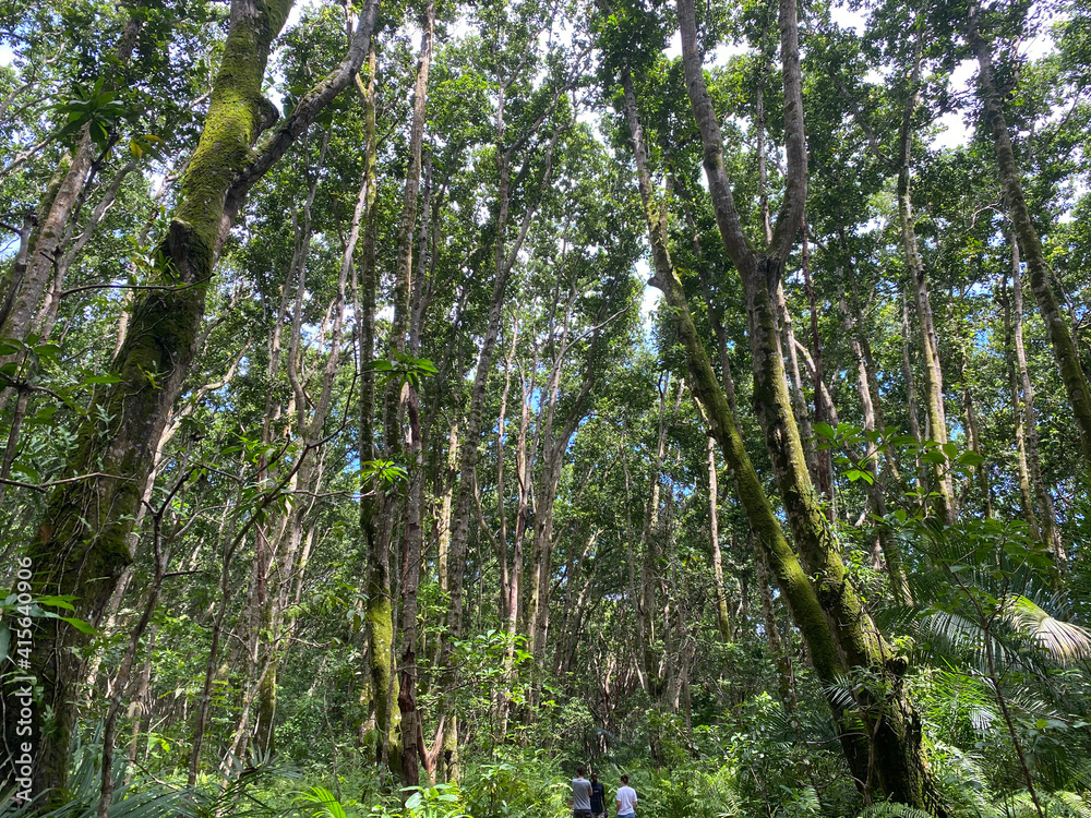 Fototapeta premium tree in the woods