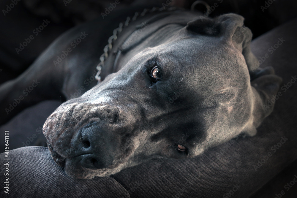 Obraz premium dog niemiecki portret
