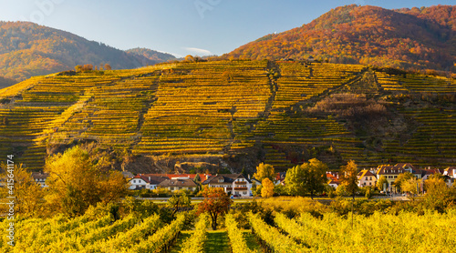 Vászonkép autumn vineyard and Spitz in Wachau region, Austria