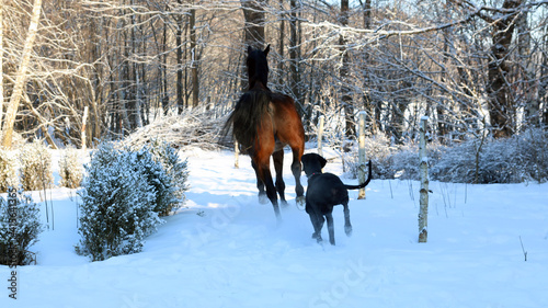 zimowe zabawy koni