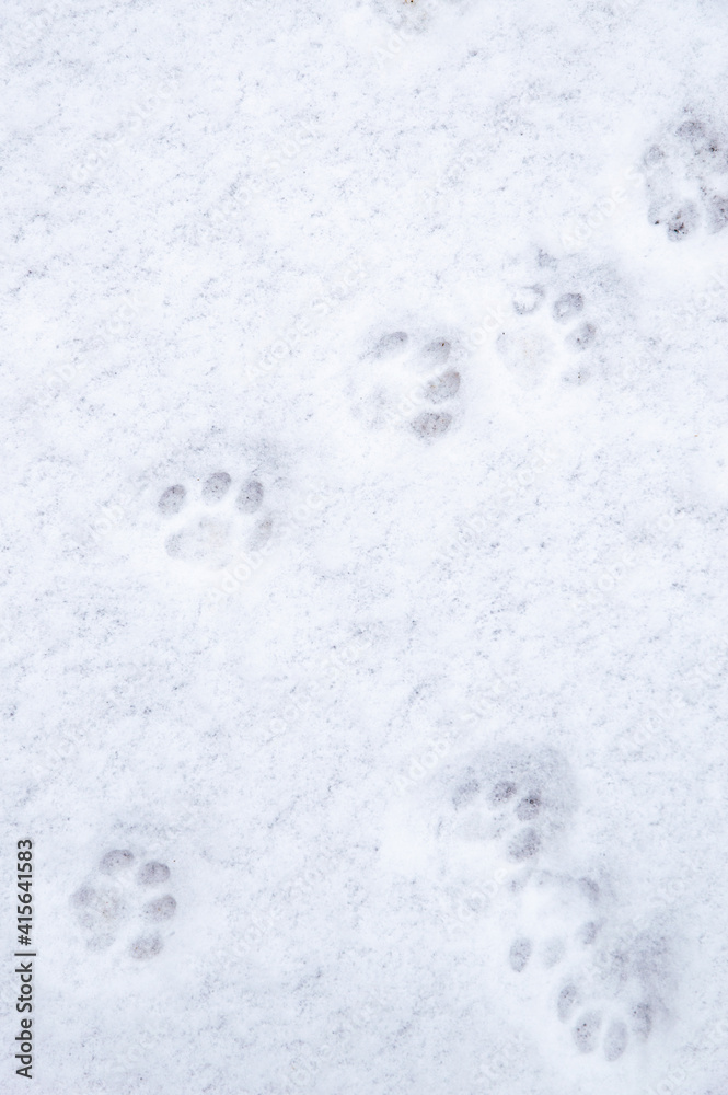 winter background: fresh clean even snow, large snowflakes, cat footprints