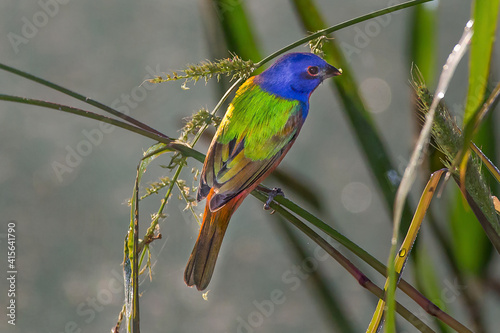 Photo Male Painted Bunting - Peaceful Waters