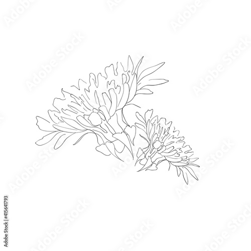 Dandelions sketch on white background. Black and white dandelions minimal. Summer wildflower illustration