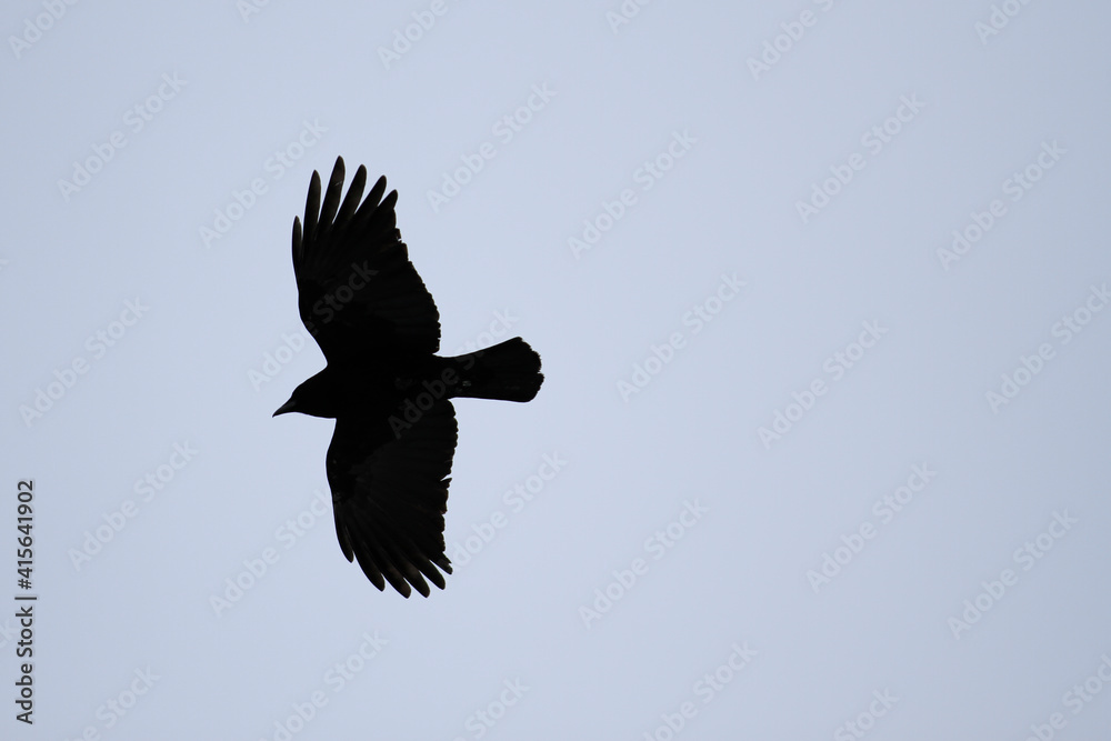 Fototapeta premium Soaring Crow