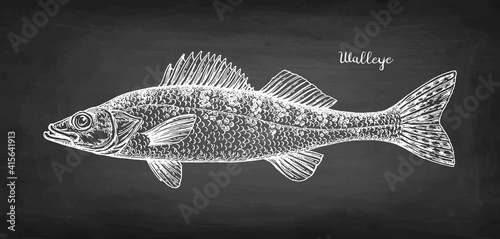 Walleye fish chalk sketch