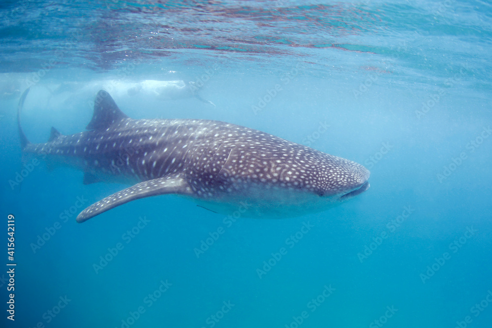 Obraz premium Whale Shark (Rhincodon typus) Swimming Right beneath the Surface. Tofo, Mozambique