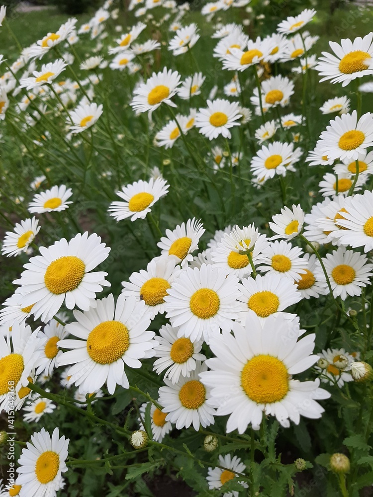Fototapeta premium Chamomile flowers on a sunny day