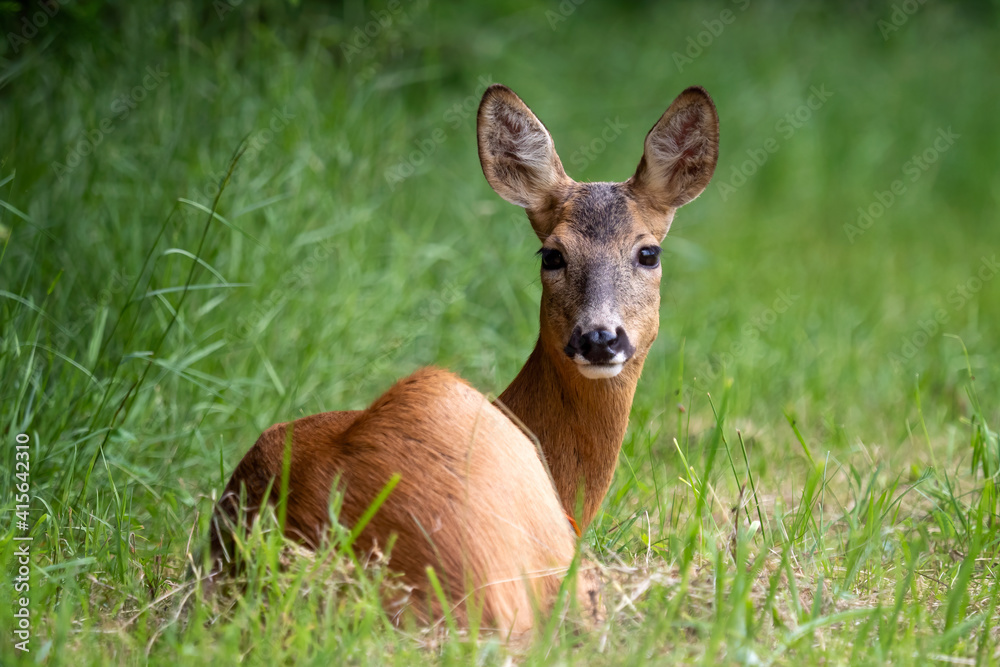 Roe deer in forest, Capreolus capreolus. Wild roe deer in nature. Roe deer in forest, Capreolus capreolus. Wild roe deer in nature.