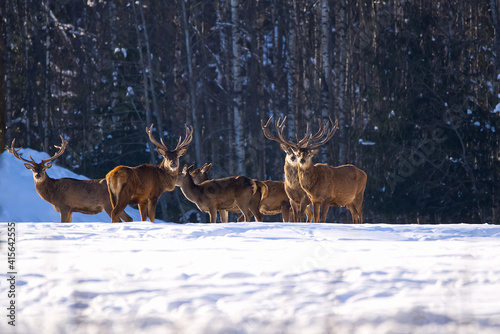 Red deer in winter forest. wildlife, Protection of Nature. Raising deer in their natural environment. © Ilja