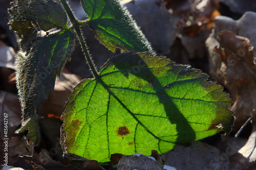 Blatt im Gegenlicht photo