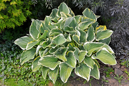 Ornamental plant hosta (funkia), cultivar 