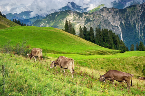 Cow grazing in the Alps, Bavaria Germany