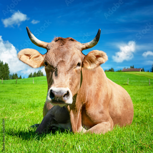 Obraz na płótnie Cow on pasture in the Alps, Bavaria Germany w salonie
