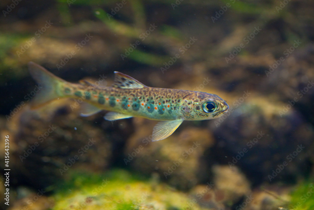 Pinto or juvenile Salmon. Cultivation of autochthonous Atlantic salmon juveniles at the Arredondo Ichthyological Center. Cantabria. Spain. Europe Pinto or juvenile Salmon. Cultivation of autochthonous Atlantic salmon juveniles at the Arredondo Ichthyological Center. Cantabria. Spain. Europe