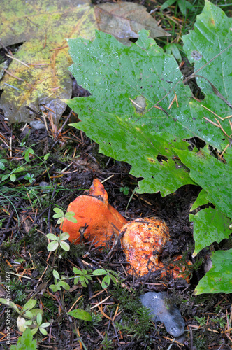 Lobster Mushroom (Hypomyces lactifluorum) photo