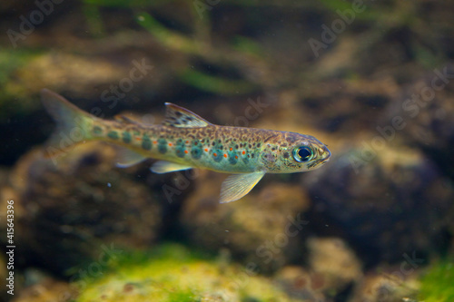 Pinto or juvenile Salmon. Cultivation of autochthonous Atlantic salmon juveniles at the Arredondo Ichthyological Center. Cantabria. Spain. Europe