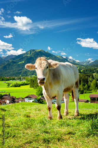 Obraz na płótnie Cow on pasture in the Alps, Bavaria Germany w salonie
