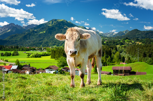 Cow on pasture in the Alps, Bavaria Germany