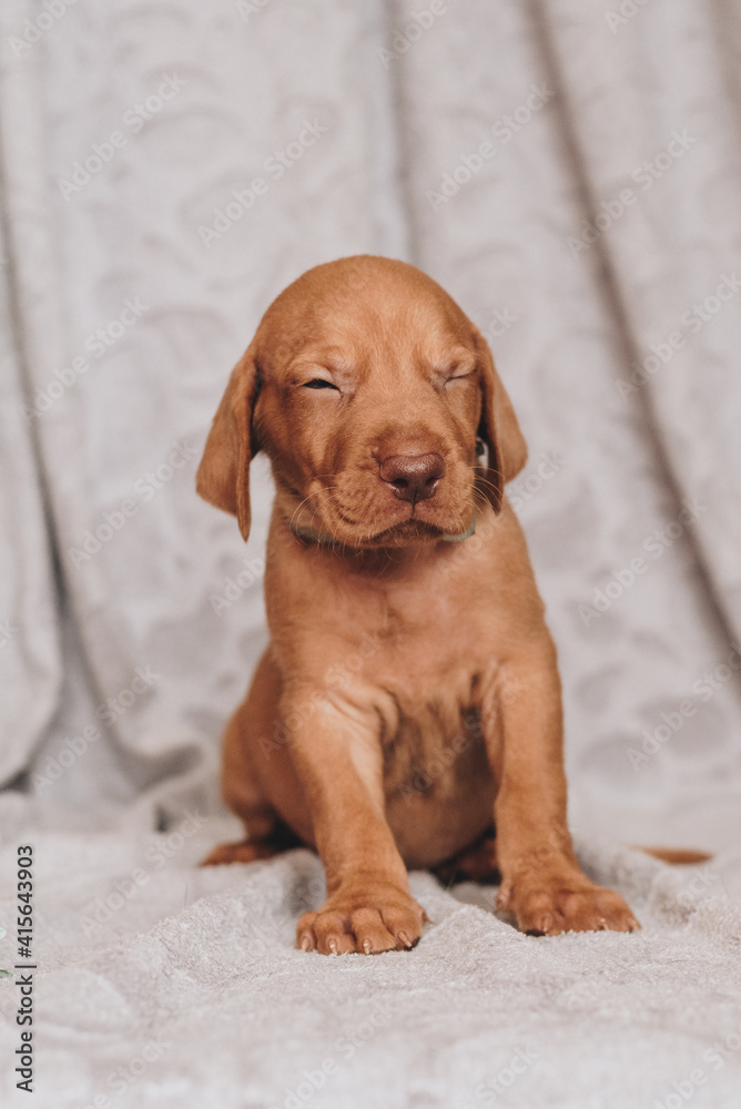 portrait of a puppy