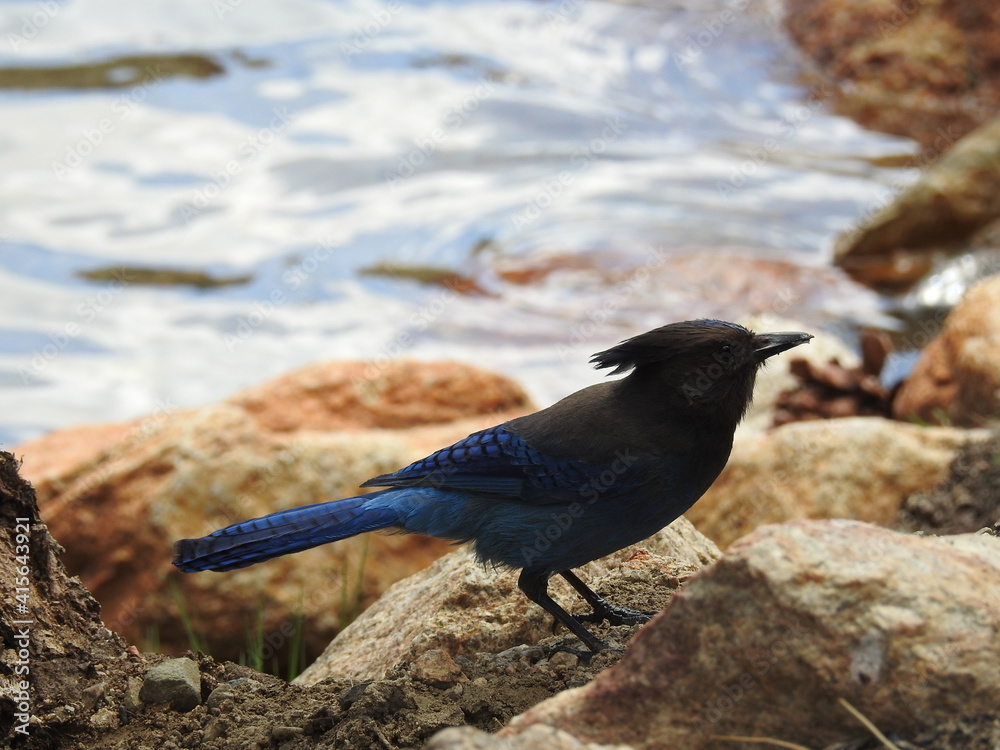 Fototapeta premium A Steller's jay enjoying a beautiful day along the shores of Twin Lakes, Eastern Sierra Nevada Mountains, California.