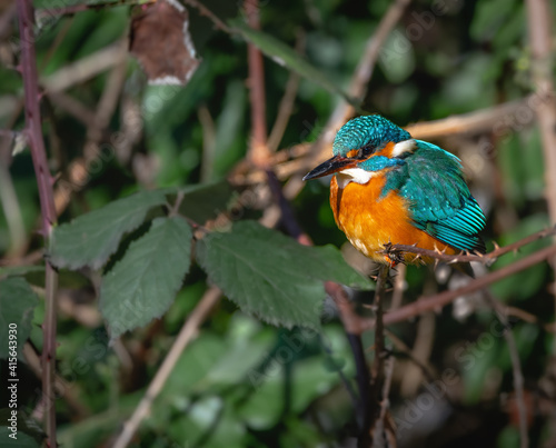 common kingfisher (Alcedo atthis) on a tree