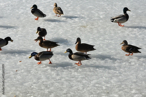 kaczki na śniegu