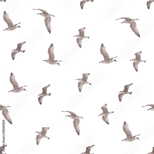 Seamless pattern with young herring seagull in flight. young polar seagull as pattrern isolated on white