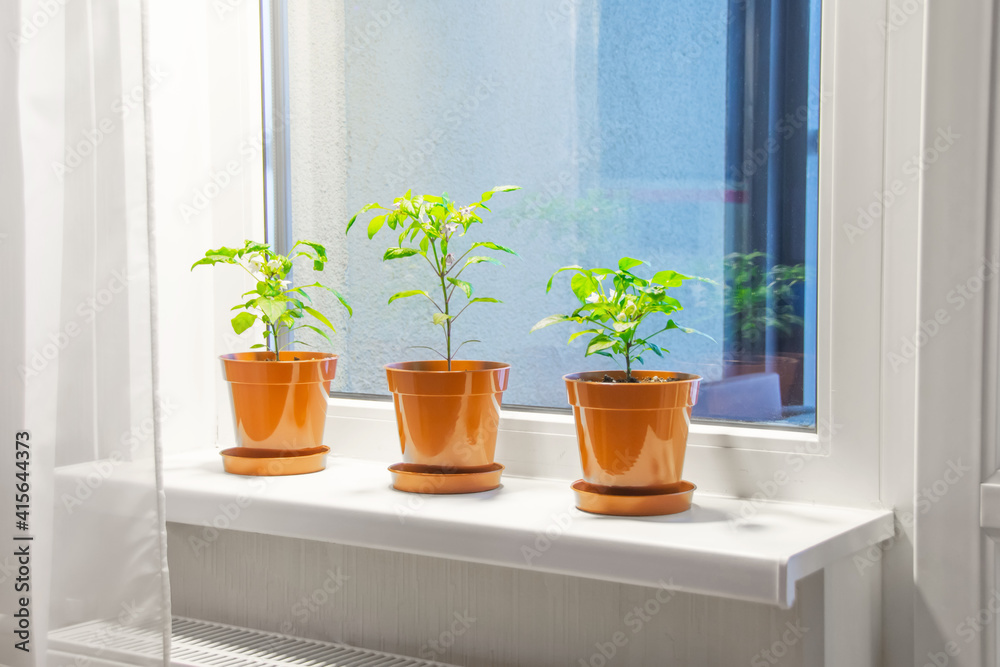 Houseplants home ornamental peppers three pieces in pots on the windowsill. Houseplants home ornamental peppers three pieces in pots on the windowsill.