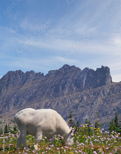 A Focus Stacked Image of a White Mountain Goat Grazing Among the Wild Flowers at Glacier National Park